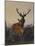 A Stag with Deer in a Wooded Landscape at Sunset-Carl Friedrich Deiker-Mounted Giclee Print