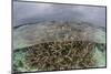 A Staghorn Coral Colony Grows in Shallow Water in the Solomon Islands-Stocktrek Images-Mounted Photographic Print