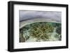 A Staghorn Coral Colony Grows in Shallow Water in the Solomon Islands-Stocktrek Images-Framed Photographic Print