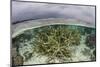 A Staghorn Coral Colony Grows in Shallow Water in the Solomon Islands-Stocktrek Images-Mounted Photographic Print