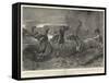 A Stampede, an Early Morning Surprise Attack Spoilt-John Charlton-Framed Stretched Canvas