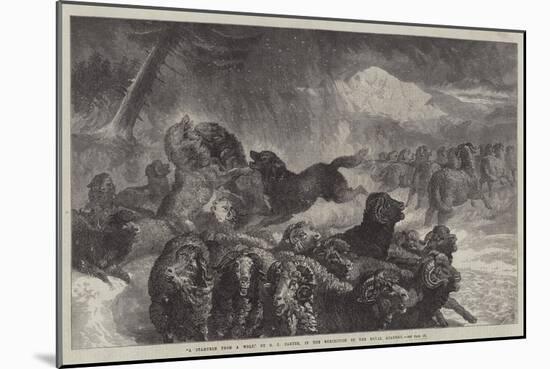 A Stampede from a Wolf-Samuel John Carter-Mounted Giclee Print