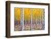 A Stand of Trees Begins to Weather Fall Cold Ablaze in Yellow Color Panoramic Composition-Christopher Boswell-Framed Photographic Print