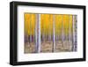 A Stand of Trees Begins to Weather Fall Cold Ablaze in Yellow Color Panoramic Composition-Christopher Boswell-Framed Photographic Print