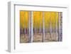 A Stand of Trees Begins to Weather Fall Cold Ablaze in Yellow Color Panoramic Composition-Christopher Boswell-Framed Photographic Print