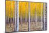 A Stand of Trees Begins to Weather Fall Cold Ablaze in Yellow Color Panoramic Composition-Christopher Boswell-Mounted Photographic Print