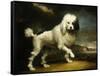 A Standard Poodle in a Coastal Landscape-James Northcote-Framed Stretched Canvas