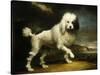 A Standard Poodle in a Coastal Landscape-James Northcote-Stretched Canvas