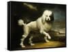 A Standard Poodle in a Coastal Landscape-James Northcote-Framed Stretched Canvas