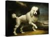 A Standard Poodle in a Coastal Landscape-James Northcote-Stretched Canvas