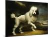 A Standard Poodle in a Coastal Landscape-James Northcote-Mounted Giclee Print