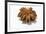 A Star Anise on White Background-Kröger and Gross-Framed Photographic Print