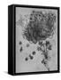 'A Star of Bethlehem and Other Plants', c1480 (1945)-Leonardo Da Vinci-Framed Stretched Canvas
