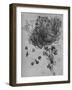 'A Star of Bethlehem and Other Plants', c1480 (1945)-Leonardo Da Vinci-Framed Giclee Print