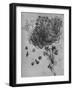 'A Star of Bethlehem and Other Plants', c1480 (1945)-Leonardo Da Vinci-Framed Giclee Print