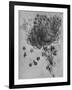 'A Star of Bethlehem and Other Plants', c1480 (1945)-Leonardo Da Vinci-Framed Giclee Print