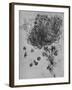 'A Star of Bethlehem and Other Plants', c1480 (1945)-Leonardo Da Vinci-Framed Giclee Print