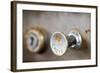 A Steampunk Style Retro Choke Knob - Shallow Depth Of Field-leaf-Framed Photographic Print