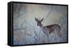 A Steenbok, Raphicerus Campestris, Stands Next to a Spiny Acacia Bush-Alex Saberi-Framed Stretched Canvas