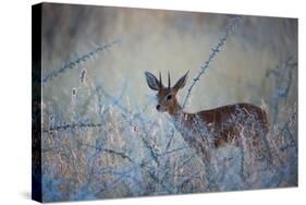 A Steenbok, Raphicerus Campestris, Stands Next to a Spiny Acacia Bush-Alex Saberi-Stretched Canvas