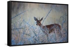 A Steenbok, Raphicerus Campestris, Stands Next to a Spiny Acacia Bush-Alex Saberi-Framed Stretched Canvas