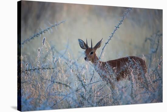 A Steenbok, Raphicerus Campestris, Stands Next to a Spiny Acacia Bush-Alex Saberi-Stretched Canvas