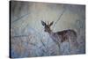 A Steenbok, Raphicerus Campestris, Stands Next to a Spiny Acacia Bush-Alex Saberi-Stretched Canvas