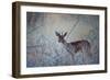 A Steenbok, Raphicerus Campestris, Stands Next to a Spiny Acacia Bush-Alex Saberi-Framed Photographic Print