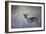 A Steenbok, Raphicerus Campestris, Stands Next to a Spiny Acacia Bush-Alex Saberi-Framed Photographic Print