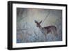 A Steenbok, Raphicerus Campestris, Stands Next to a Spiny Acacia Bush-Alex Saberi-Framed Photographic Print