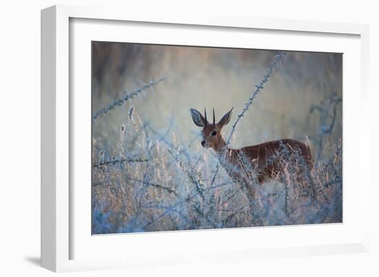 A Steenbok, Raphicerus Campestris, Stands Next to a Spiny Acacia Bush-Alex Saberi-Framed Photographic Print
