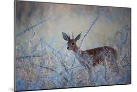 A Steenbok, Raphicerus Campestris, Stands Next to a Spiny Acacia Bush-Alex Saberi-Mounted Photographic Print