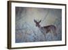 A Steenbok, Raphicerus Campestris, Stands Next to a Spiny Acacia Bush-Alex Saberi-Framed Photographic Print