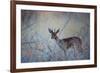 A Steenbok, Raphicerus Campestris, Stands Next to a Spiny Acacia Bush-Alex Saberi-Framed Photographic Print