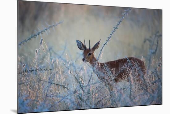 A Steenbok, Raphicerus Campestris, Stands Next to a Spiny Acacia Bush-Alex Saberi-Mounted Photographic Print