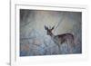 A Steenbok, Raphicerus Campestris, Stands Next to a Spiny Acacia Bush-Alex Saberi-Framed Photographic Print