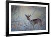 A Steenbok, Raphicerus Campestris, Stands Next to a Spiny Acacia Bush-Alex Saberi-Framed Photographic Print