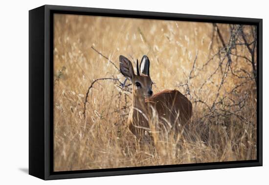 A Steenbuck, Raphicerus Campestris, Stands in Tall Grass at Sunset-Alex Saberi-Framed Stretched Canvas