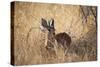 A Steenbuck, Raphicerus Campestris, Stands in Tall Grass at Sunset-Alex Saberi-Stretched Canvas