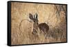 A Steenbuck, Raphicerus Campestris, Stands in Tall Grass at Sunset-Alex Saberi-Framed Stretched Canvas