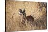 A Steenbuck, Raphicerus Campestris, Stands in Tall Grass at Sunset-Alex Saberi-Stretched Canvas