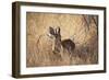 A Steenbuck, Raphicerus Campestris, Stands in Tall Grass at Sunset-Alex Saberi-Framed Photographic Print