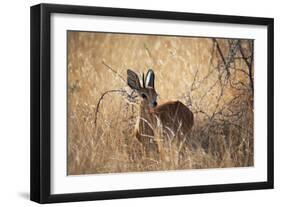 A Steenbuck, Raphicerus Campestris, Stands in Tall Grass at Sunset-Alex Saberi-Framed Photographic Print