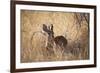 A Steenbuck, Raphicerus Campestris, Stands in Tall Grass at Sunset-Alex Saberi-Framed Photographic Print