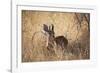 A Steenbuck, Raphicerus Campestris, Stands in Tall Grass at Sunset-Alex Saberi-Framed Photographic Print