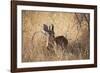 A Steenbuck, Raphicerus Campestris, Stands in Tall Grass at Sunset-Alex Saberi-Framed Photographic Print