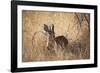 A Steenbuck, Raphicerus Campestris, Stands in Tall Grass at Sunset-Alex Saberi-Framed Photographic Print