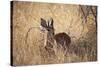 A Steenbuck, Raphicerus Campestris, Stands in Tall Grass at Sunset-Alex Saberi-Stretched Canvas