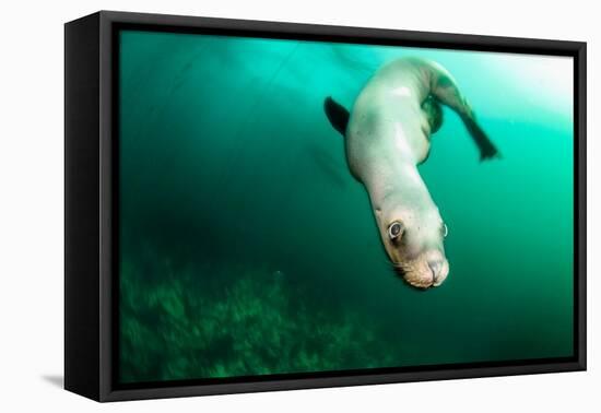 A Steller sea lion (Eumetopias jubatus) speeding in front of the camera, British Columbia, Canada-David Salvatori-Framed Stretched Canvas