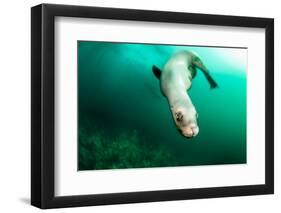 A Steller sea lion (Eumetopias jubatus) speeding in front of the camera, British Columbia, Canada-David Salvatori-Framed Premium Photographic Print